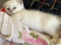 safkan scottish fold kızım