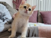 Golden British Shorthair