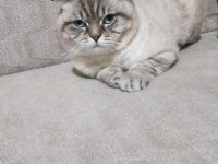 Yakışıklı oğlum scottish fold