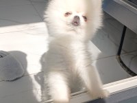 Safkan A kalite teacup erkek pomeranian yavrum