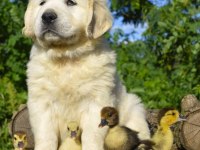 Golden Retriever Adrese Teslim Kapıda Ödeme Yapabilirsiniz