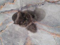 British longhair 1 yaşında