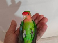 Acil satılık sevda papağanı