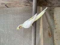Kısa süreliğine fırsat sultan papağanı