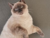 British Blue Point Erkek Kedimize Çiftleştirme İlanıdır