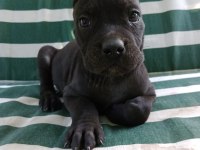 %100 IRK GARANTİLİ CANE CORSO YAVRULARIMIZ