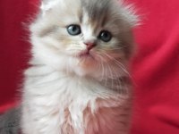 British Longhair