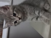 Scottish silver tabby dişi