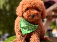 Sevimli Toy Poodle Yavrularımız
