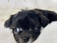 Black toy poodle çok uyguna
