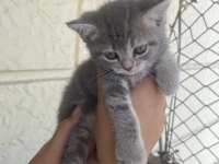 Scottish fold bebekler bebeği