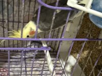 Yavru erkek sultan papağanı üst kalite 3000