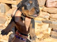 Orjinal king doberman yavrular