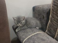 British shorthair yavrular