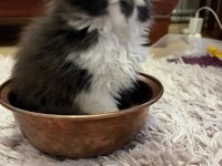 Safkan İran persian yavrular