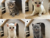 Safkan scottish fold yavrular