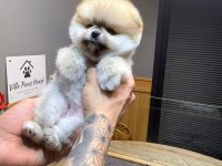 ORJİNAL IRK VE SAĞLIK GARANTİLİ KÖPEKLER
