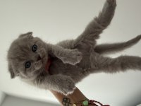 Scottish fold 45 günlük yavru