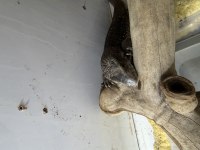 Savannah monitor 2 yaşına yakın erkek