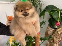 4 AYLIK YAVRU POMERANİAN BOO