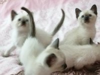2 dişi ve 2 erkek sağlıklı eğitimli siyam kedisi yavrular