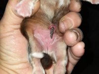 Nadir bulunan 4 renk merle poodle