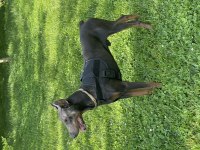 Paskal34 İstanbul Doberman