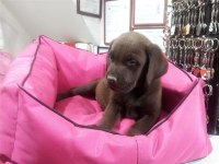 ÜRETİCİDEN A PLUS KALİTE LABRADOR YAVRULAR