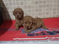Poodle yavrularımız mini ve toy boy renk renk