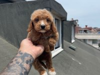 Sağlık Ve Irk Garantili Maltipoo