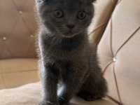 2 mart doğumlu scottish fold yavru