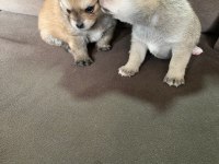 Pomeranian Boo bir dişi bir erkek