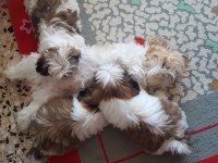 Orjinal saf kan Shih Tzu Şitsu