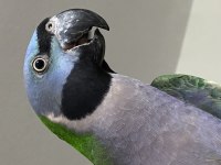 Lord Derbian Papağanı