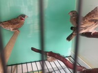 Kesik boyun ispinozu turuncu ve kırmızı