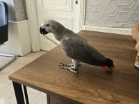 FULL EVCİL JAKO PAPAĞANI ELDE KONUŞUR
