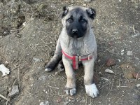 Saf kangal