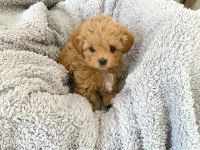 Evraklı ırk ve sağlık garantili mini maltipoo bebekler