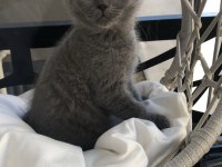 British Shorthair Yavruları