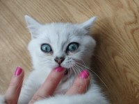 British shorthair silver shaded ns11 yavru