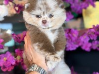 Ayı surat pomeranian bebekler