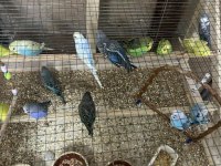 Yeni Yeme Düşmüş Muhabbet Kuşu Bebeler Ele Alıştırmalık