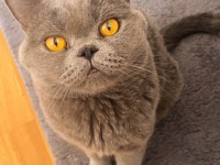 British shorthair kedisi
