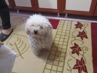 Güzel maltipoo bebeklerim