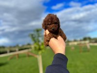 Kore Kan   Toy Poodle Yavruları Uygun Fiyatlııı