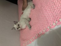 Yuva arıyoruz exotic shorthair