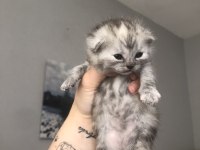 Scottish fold kediler