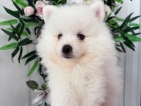 Babby Pomeranians