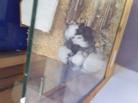 Yavru hamsterlar