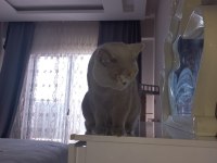 Aslan Parçası British Shorthair